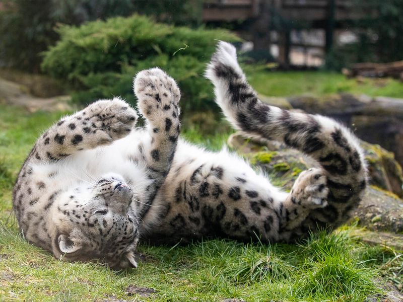 Panthère des neiges - Animaux extraordinaires du ZooParc