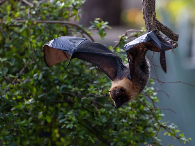 Chauves-souris de Rodrigues - Animaux extraordinaires du ZooParc