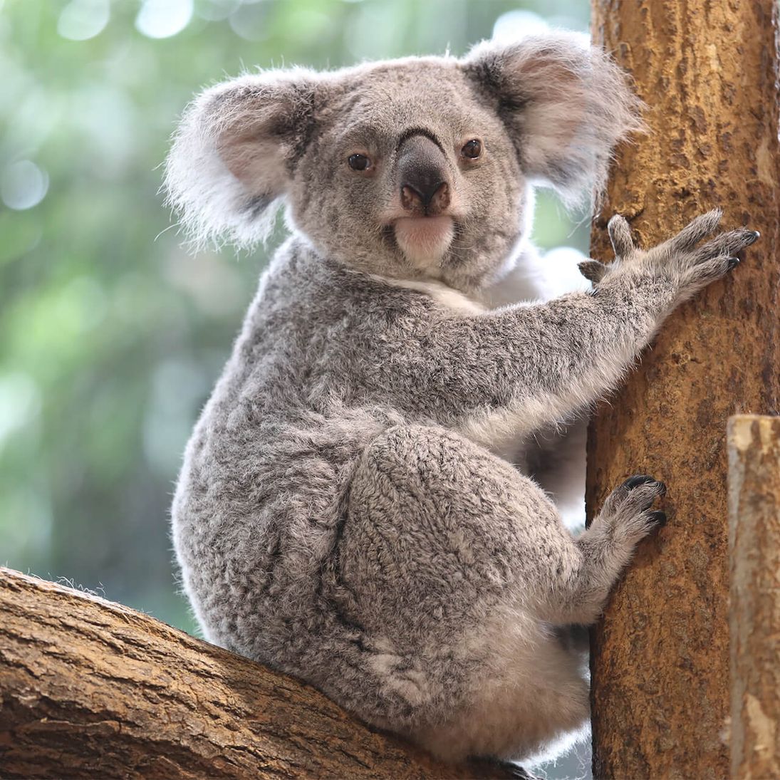 Comment S'appelle La Femelle Du Koala Koala du Queensland | ZooParc de Beauval