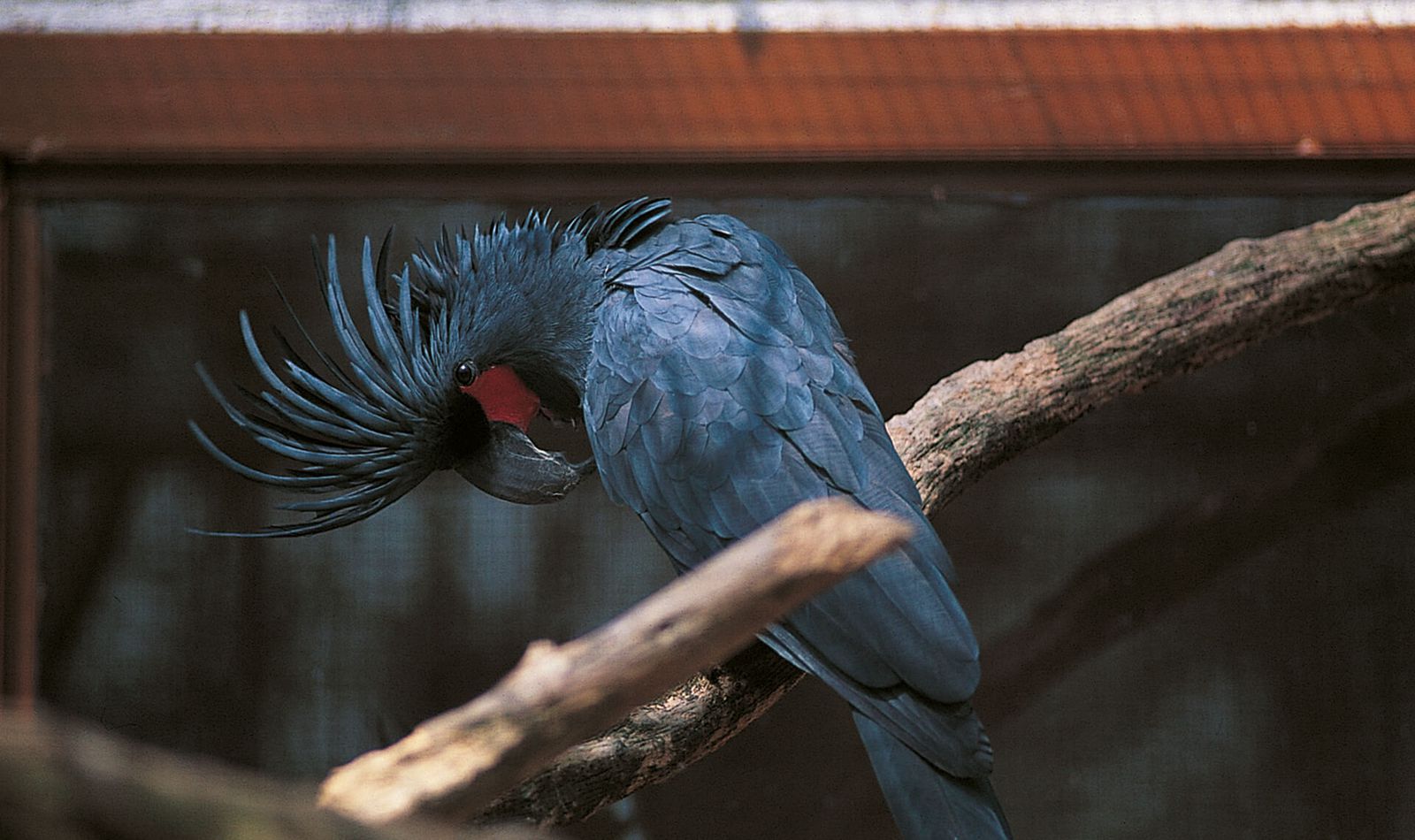 Microglosse - Animaux extraordinaires du ZooParc