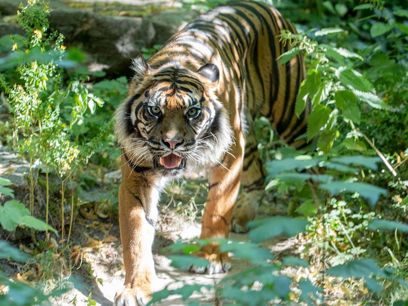 Tigre de Sumatra - Animaux extraordinaires du ZooParc