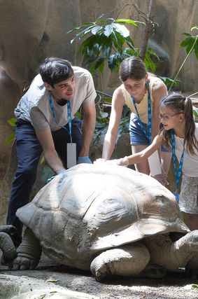 Activité Soigneur d'un Jour Famille - Contact privilégié avec tortues - Au plus près des animaux - ZooParc de Beauval