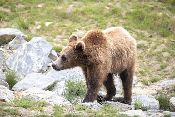 Brown bear