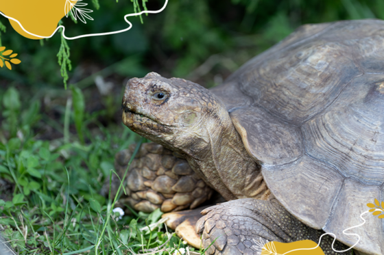 Journée mondiale des tortues : célébrons ces survivantes de l’histoire !