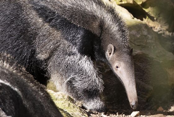 Great South American Aviary - ZooParc de Beauval