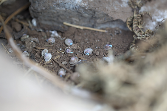 870 escargots réintroduits pour sauver une espèce en danger critique d’extinction