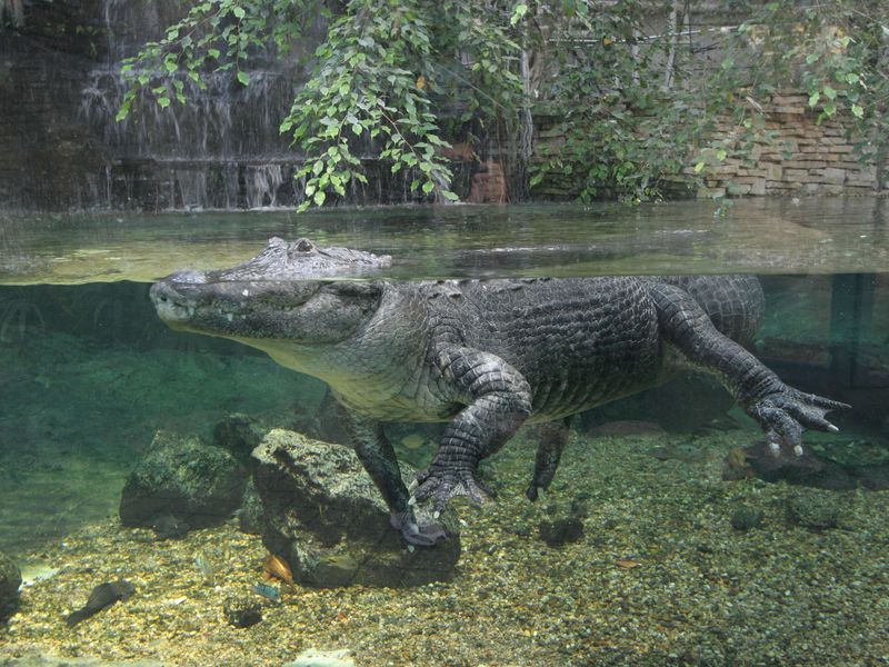 Alligator du Mississipi - Animaux extraordinaires du ZooParc