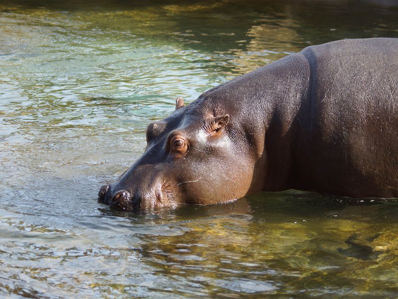 Hippopotame - Animaux extraordinaires du ZooParc