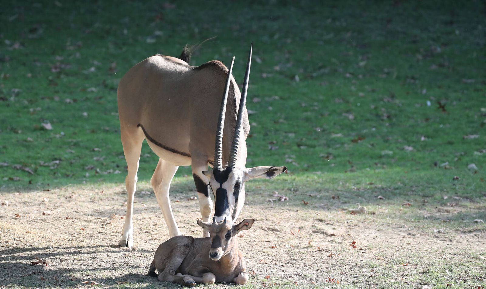Oryx beisa - Consulter les mesures sanitaires avant votre visite - ZooParc de Beauval