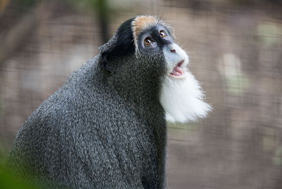 Cercopithèque de Brazza - Les animaux des Allées des Petits Singes - ZooParc de Beauval Cercopithèque de Brazza - Les animaux des Allées des Petits Singes - ZooParc de Beauval