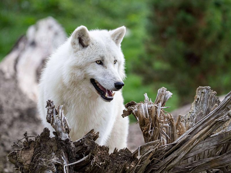 Loup arctique - Animaux extraordinaires du ZooParc