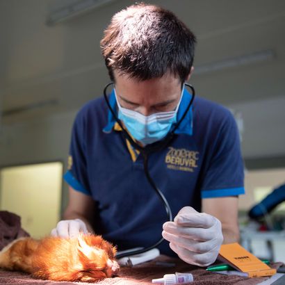 Clinique vétérinaire et centre de recherche - Opération vétérinaire - ZooParc de Beauval