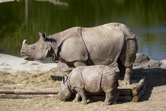 Rhinocéros indiens