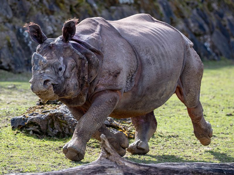 Rhinocéros indien - Animaux extraordinaires du ZooParc