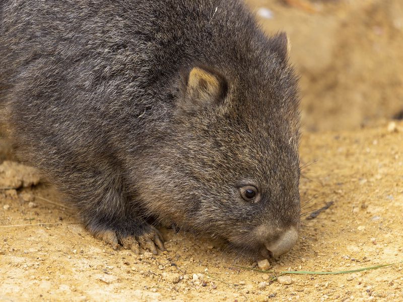 Wombat - Animaux extraordinaires du ZooParc