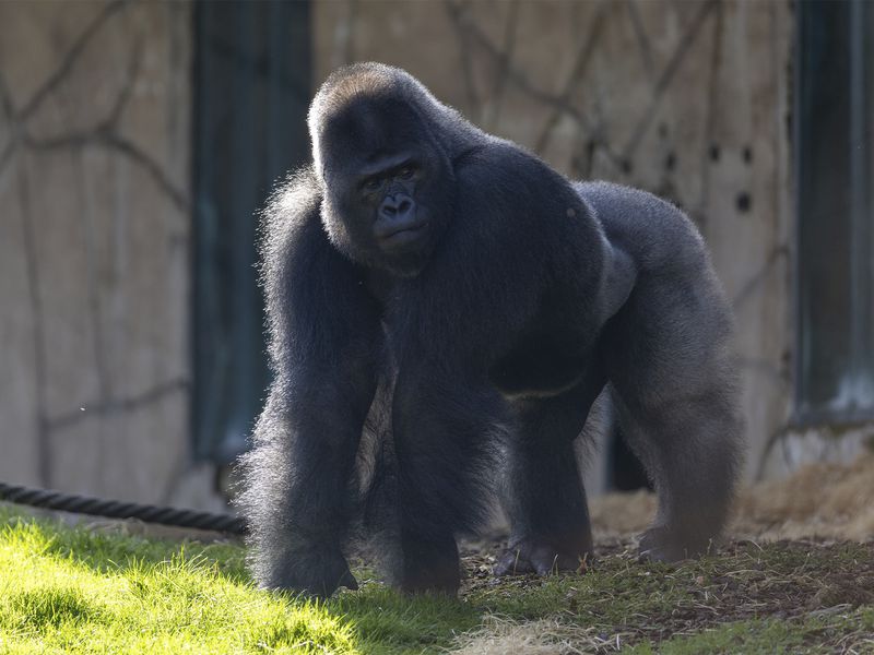Euro, gorille dos argenté - Les animaux de la Serre des Gorilles - ZooParc de Beauval