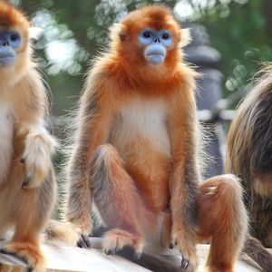 Singes dorés