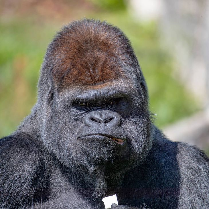 Gorille des plaines de l'Ouest - Animaux extraordinaires du ZooParc