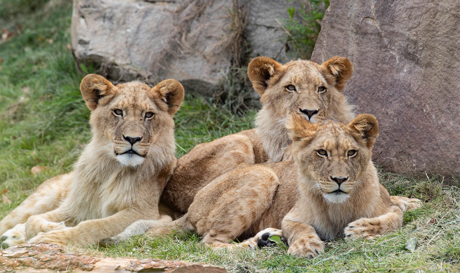 Lions d'Afrique - Animaux extraordinaires du ZooParc