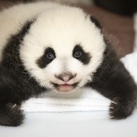 Yuandudu - Jumelle bébés panda - ZooParc de Beauval