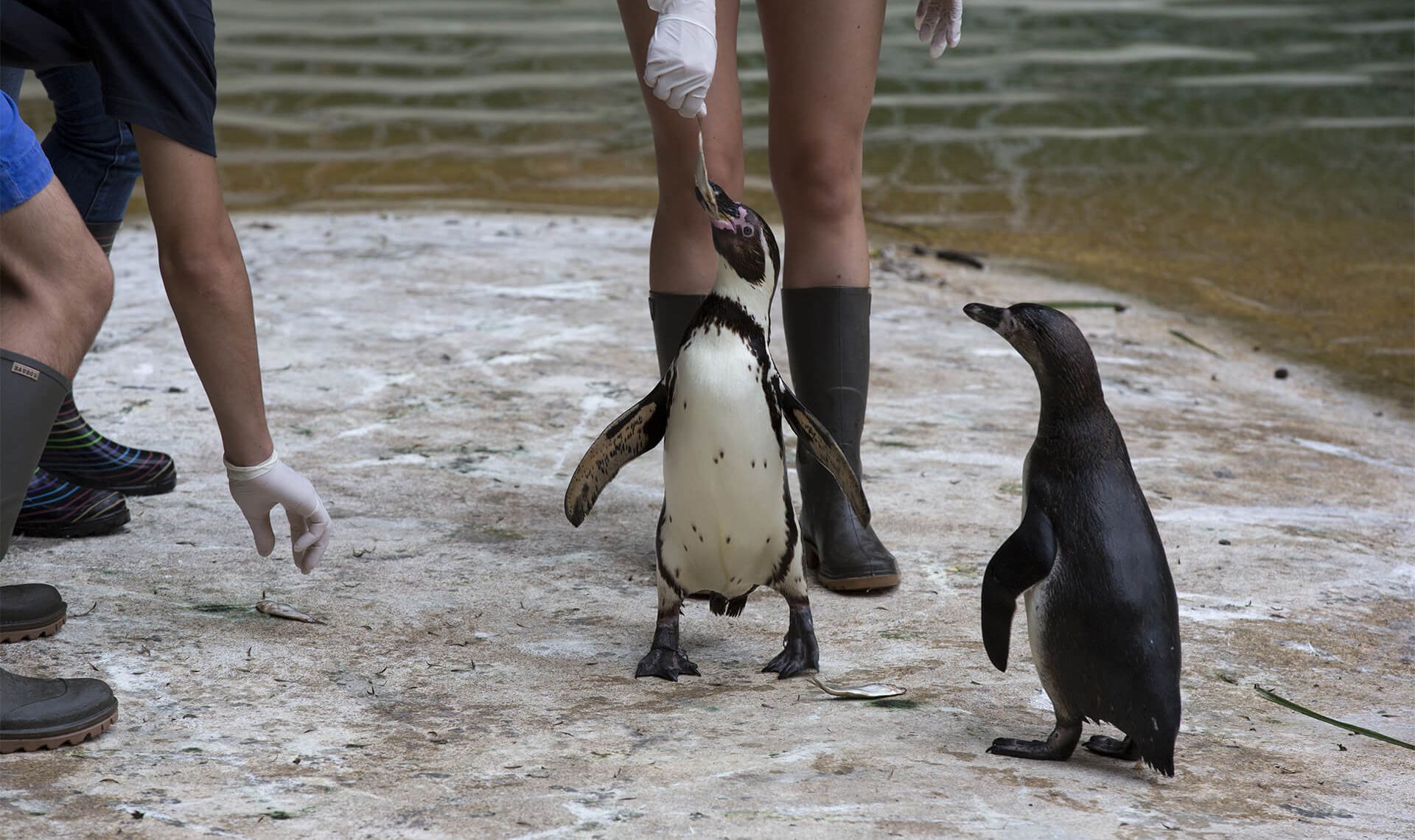 Salaire Soigneur Animalier Zoo De Beauval Soigneur d'un jour | ZooParc de Beauval