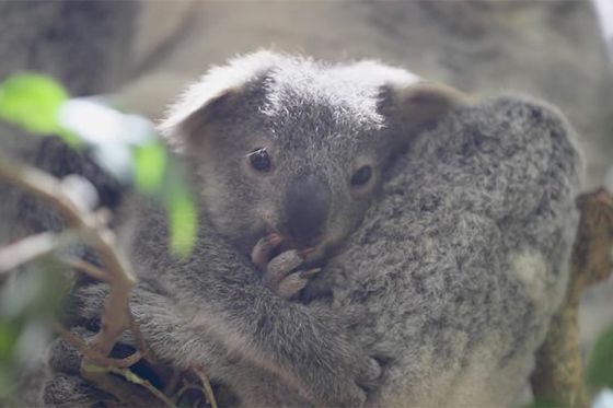 Faites la rencontre du petit koala !