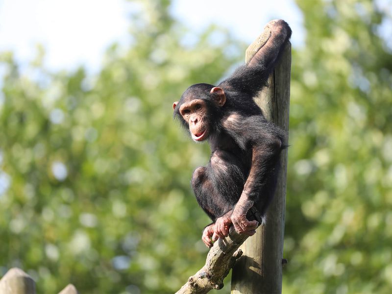 Chimpanzé sur son île - Les animaux de La Serre des Chimpanzés et Orangs-outans - ZooParc de Beauval Chimpanzé sur son île - Les animaux de La Serre des Chimpanzés et Orangs-outans - ZooParc de Beauval