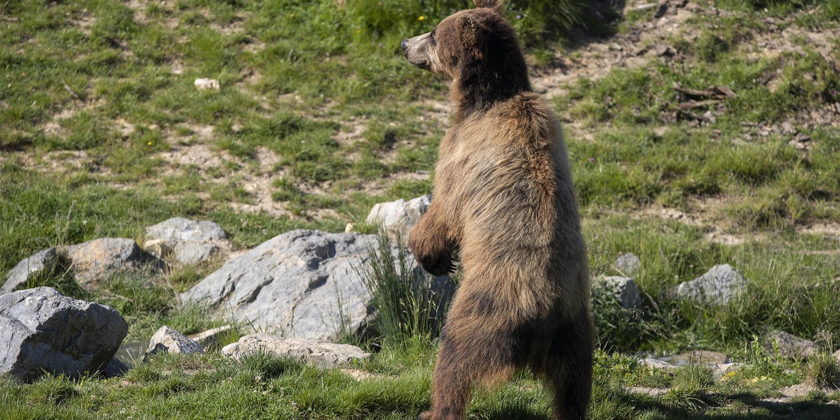 Ours brun se tenant debout - Les animaux du Territoire Nord-Américain - ZooParc de Beauval