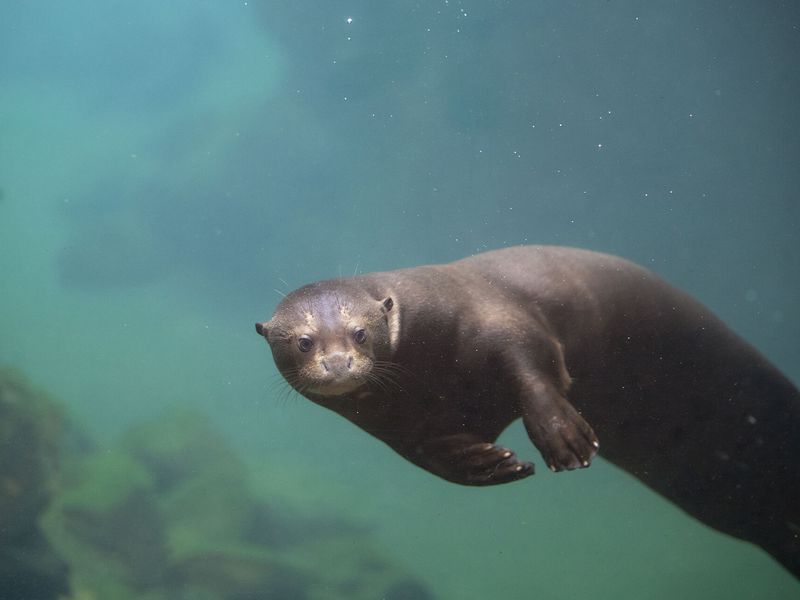 Loutre géante - Animaux extraordinaires du ZooParc