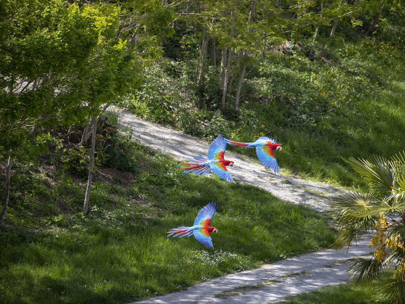 Vol des aras - Spectacle d'oiseaux - Les Maîtres des Airs