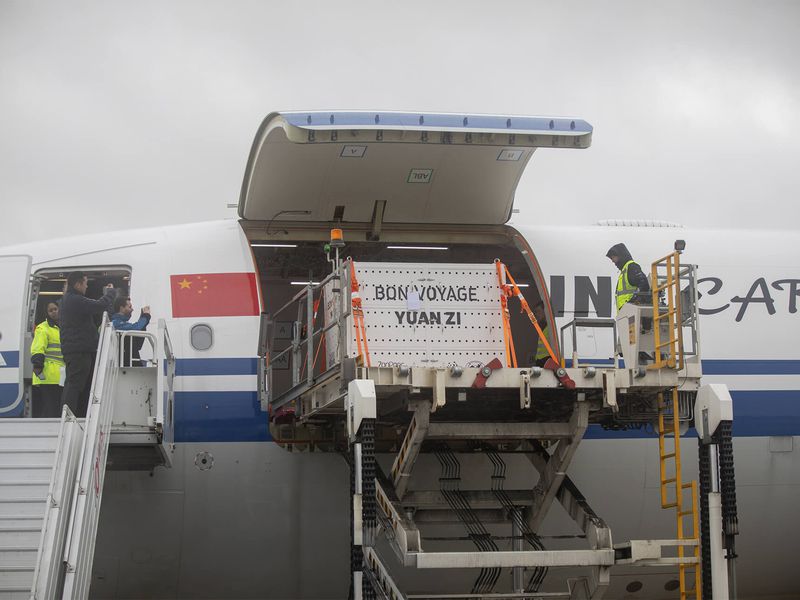 Départ couple pandas géants Huan Huan et Yuan Zi - ZooParc de Beauval Départ couple pandas géants Huan Huan et Yuan Zi - ZooParc de Beauval