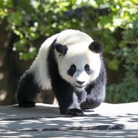 Yuandudu - Jumelle bébés panda - ZooParc de Beauval