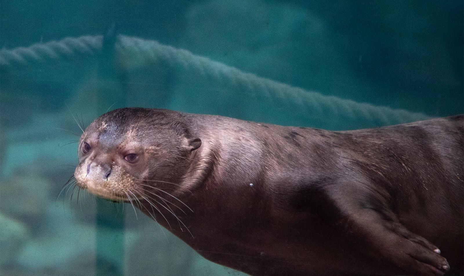 Loutre géante - Animaux extraordinaires du ZooParc