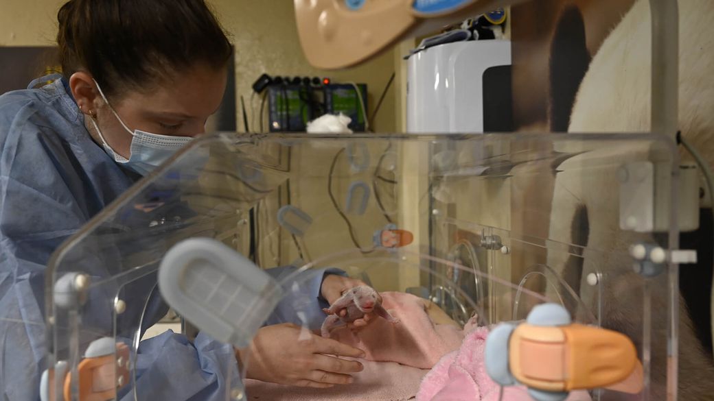 Caregiver taking care of one of the panda twins in her incubator - Panda cubs - ZooParc de Beauval