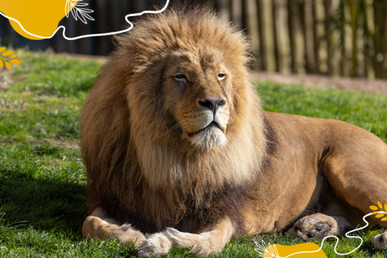 Journée mondiale du lion : un roi de la savane à protéger