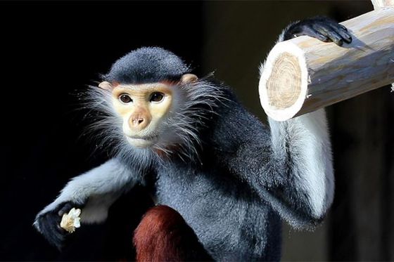 Les langurs de Douc sont parrainables !
