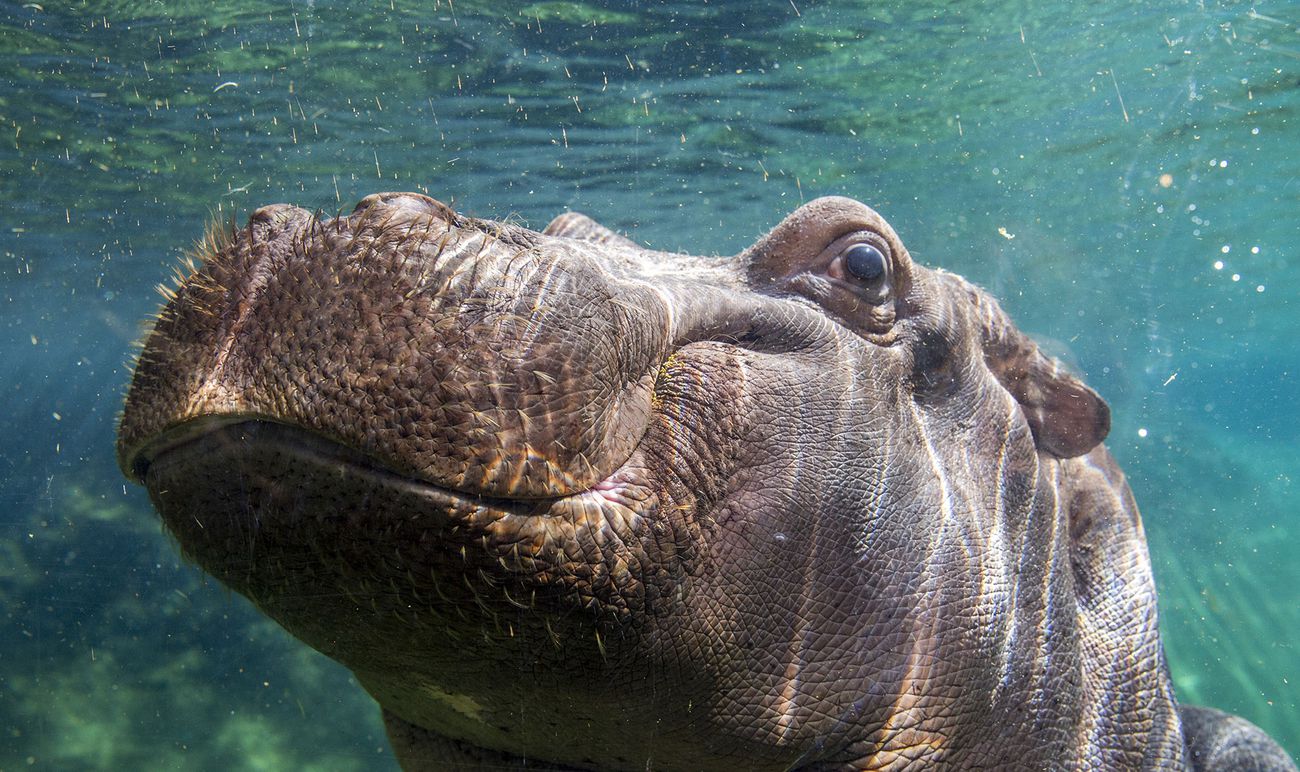 The Hippopotamus Reserve | ZooParc de Beauval